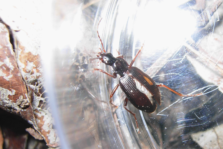 Coleotteri in inverno: svegli ed addormentati